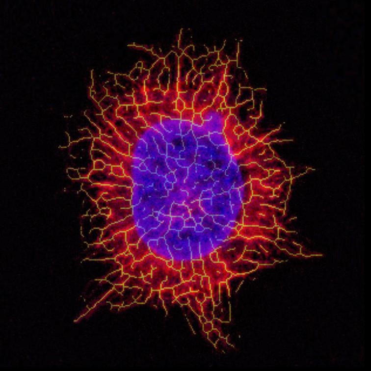 CHO cell — DBE Photo Contest winning image